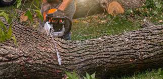 Best Tree Trimming and Pruning  in Ignacio, CO